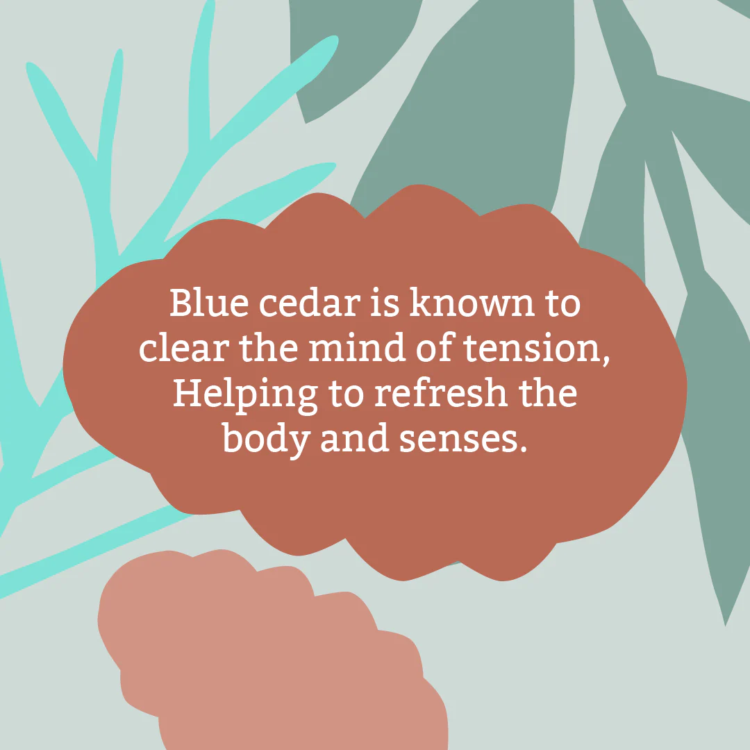 Blue Cedar Body Wash - 5L - Image 3